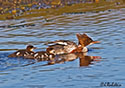 Mergus merganser